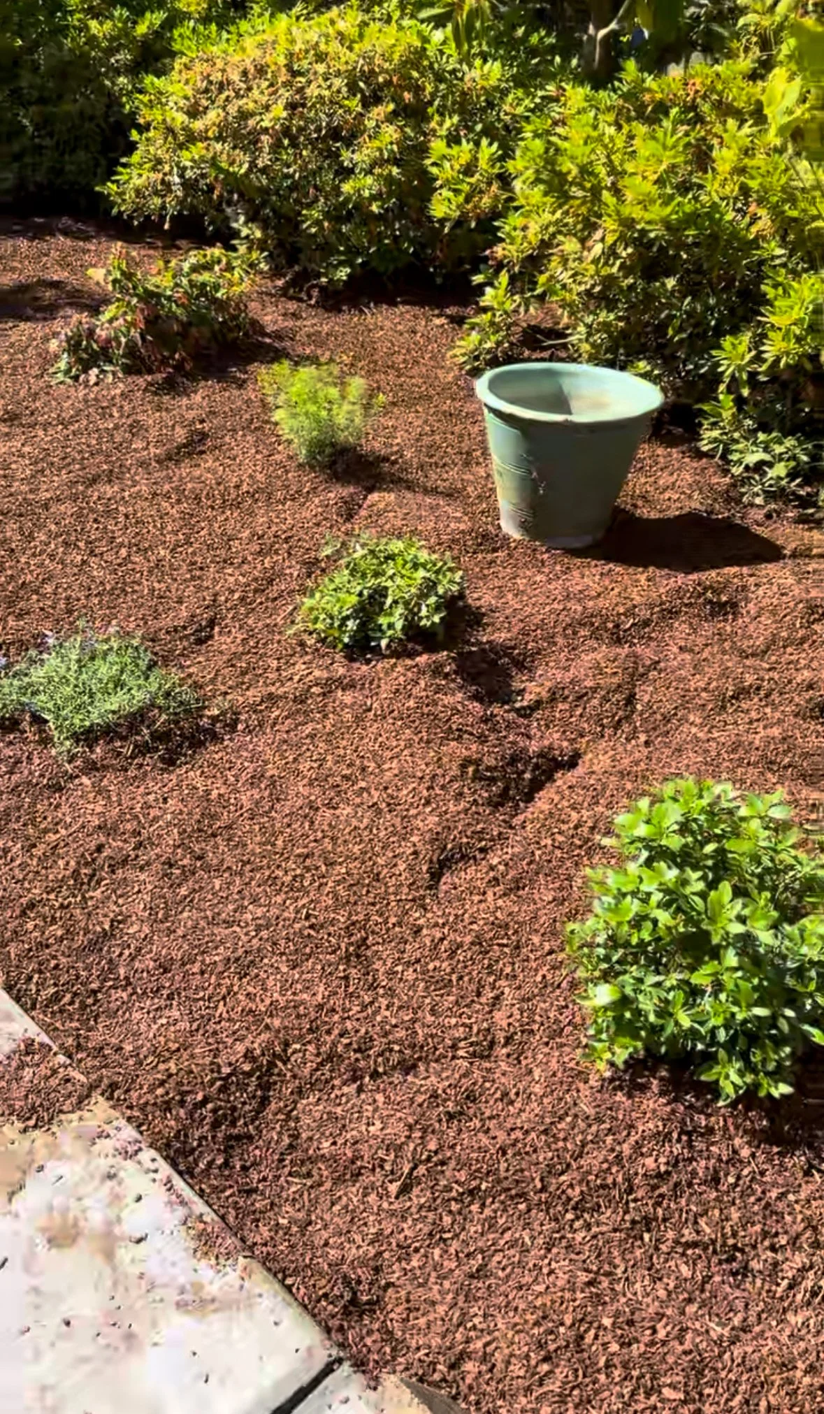Newly landscaped garden bed with shrubs, micro fir mulch, and native plants.
