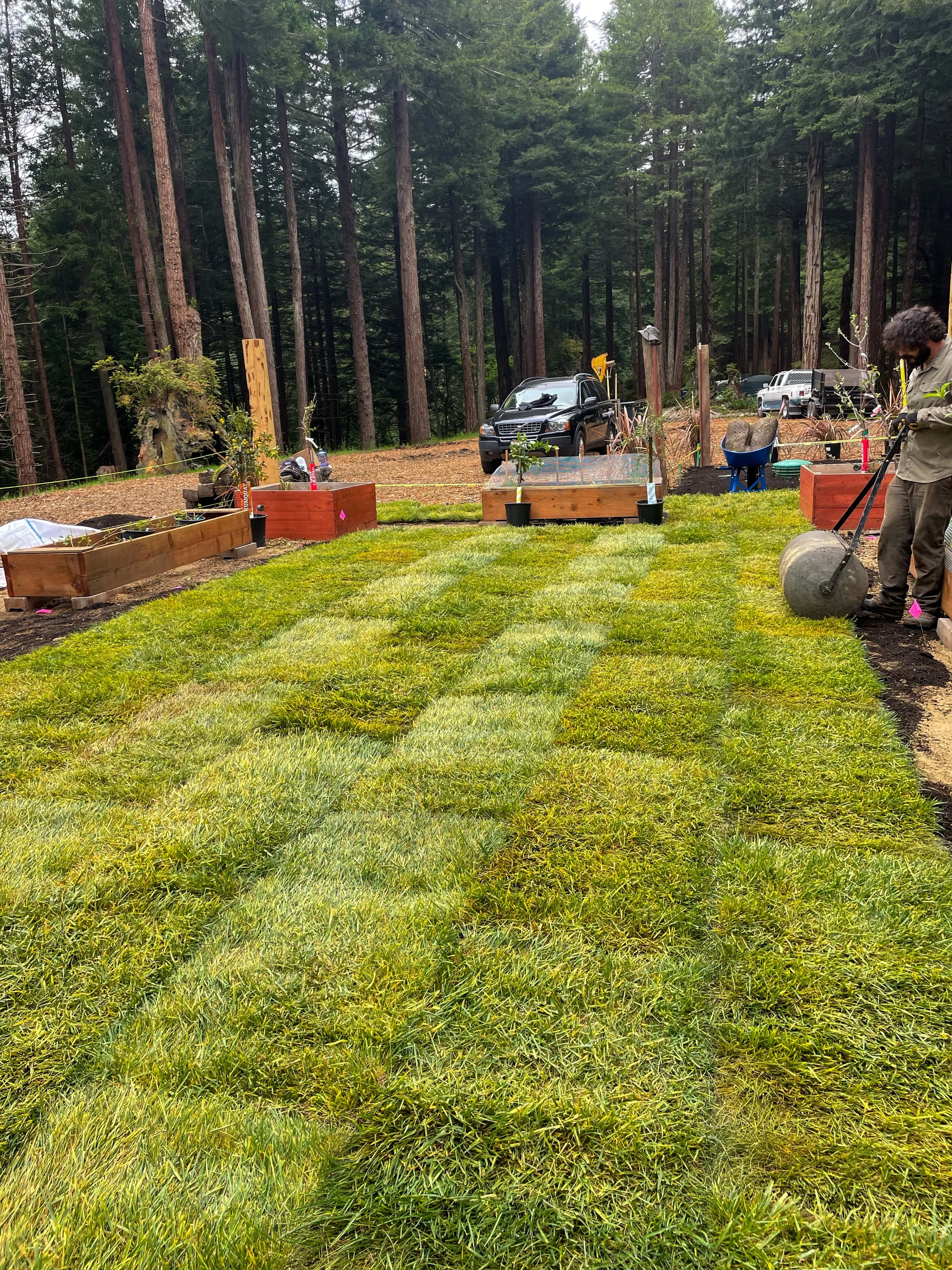A backyard garden in progress with freshly laid sod, garden beds, and trees in the background, with a person rolling out more sod.
