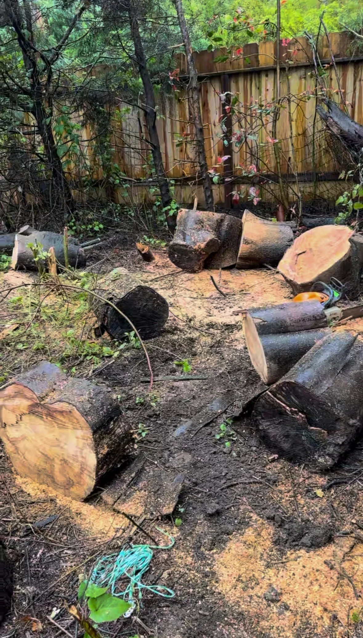 Backyard with cut tree logs, stumps, and branches on dirt ground, wooden fence in the background, and some greenery and pink flowers.