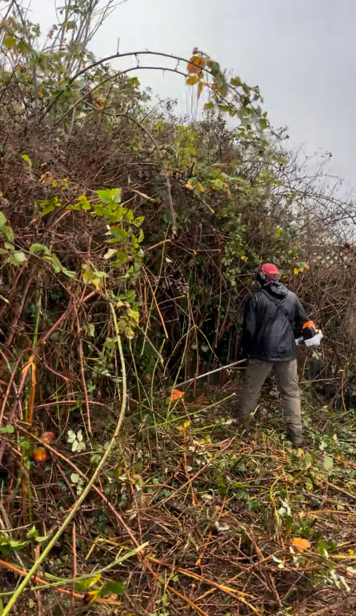 A person wearing a red helmet, black jacket, and gray pants is standing in a dense, overgrown area with leafless and green vegetation. They are facing a tall, tangled wall of vines and branches, possibly engaged in clearing or inspection work.