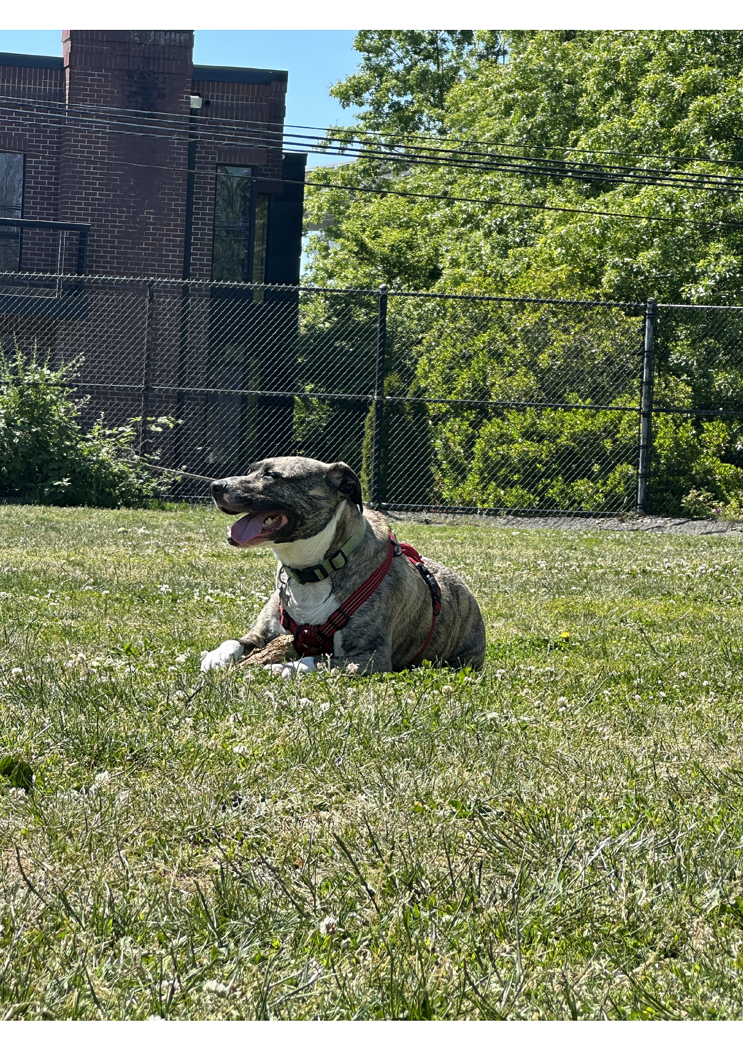 A happy dog lying on grass in a fenced park with a brick building and green trees in the background.
