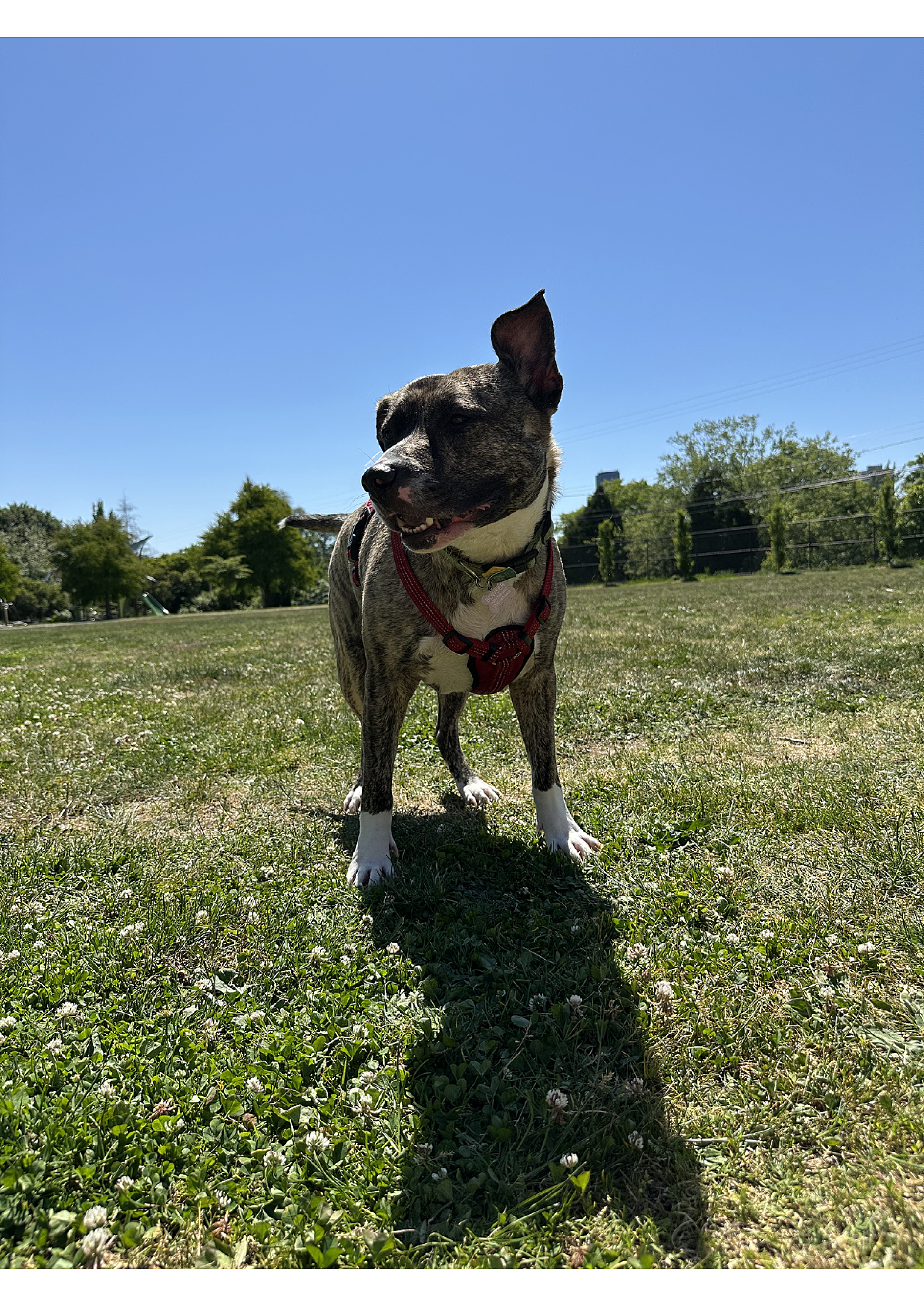A brindle and white dog standing on grass in a park under a clear blue sky, wearing a red harness.