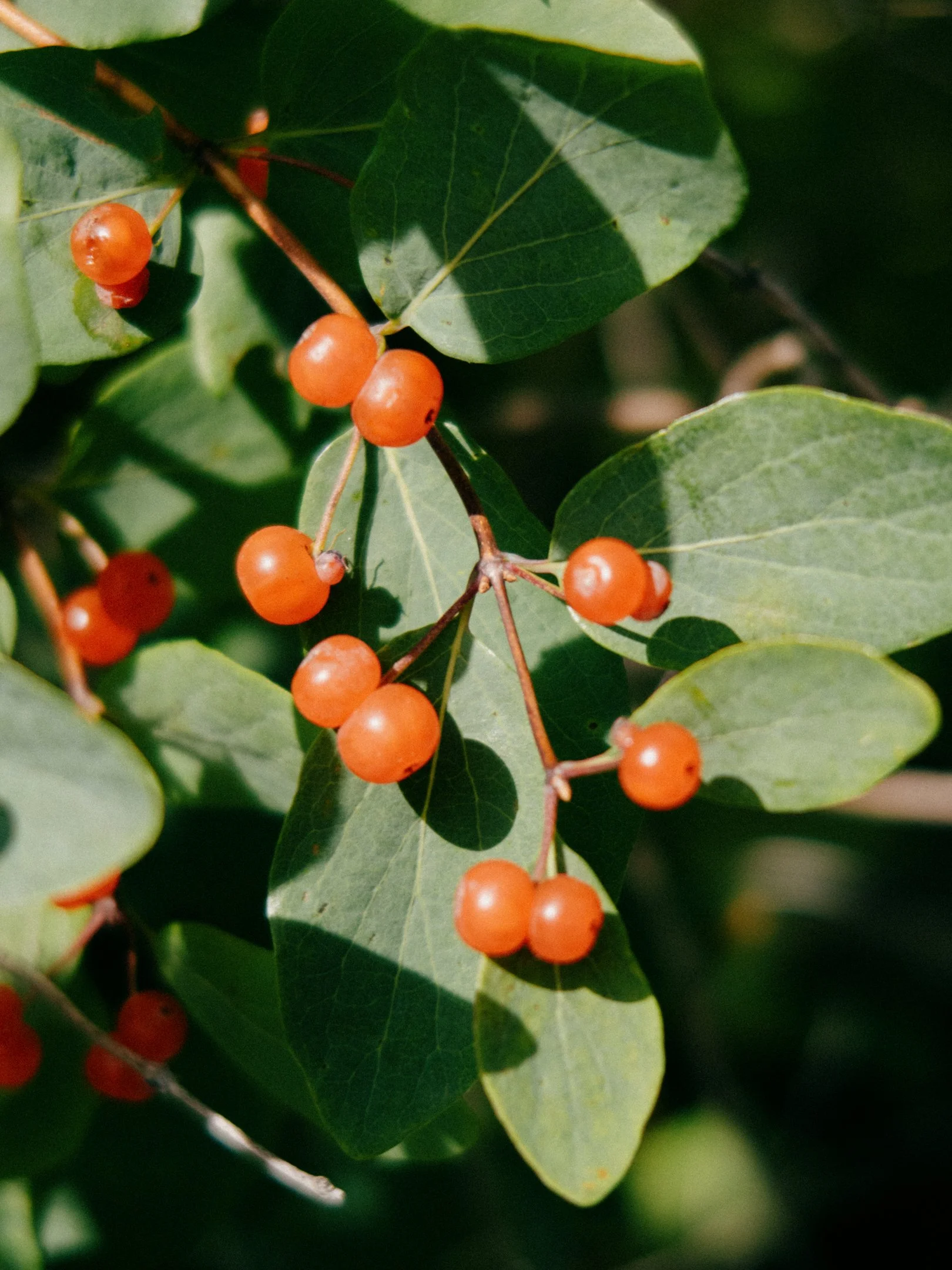 Oranssinpunaisia marjoja vihreillä lehdillä.