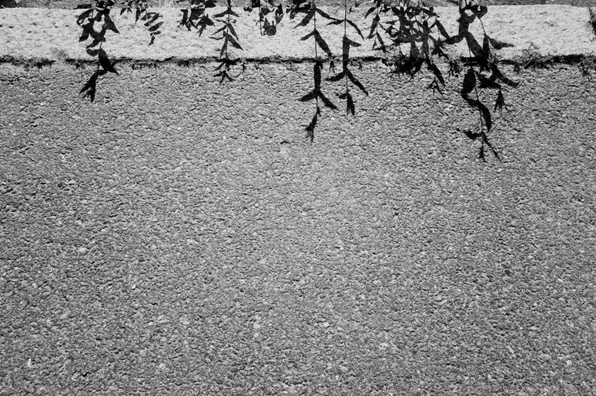 Mustavalkoinen kuva betoniseinän päällä roikkuvista varisista ja varisten varjoista.