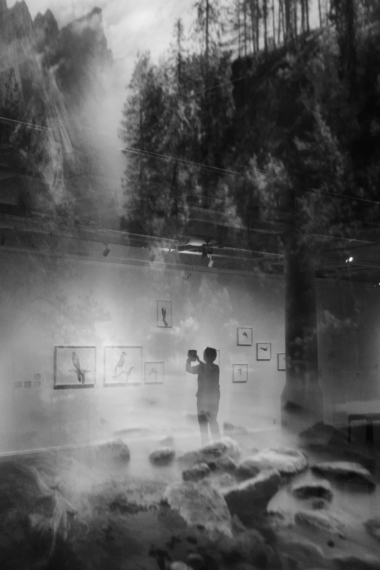 Mustavalkoinen kuva museon näyttelystä, jossa seinällä on useita lintutauluja ja esiintyjä taking selfiesiä. Taustalla on vuoristomaisema, jonka peittää huurufuusi ja pehmeä valo.