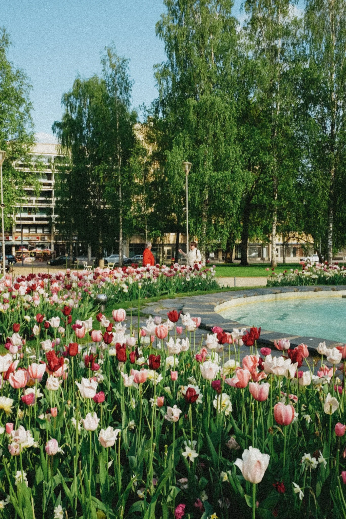 Kuva kaupunginpuistosta keväisin kukkivien tulppaanien ja muiden kukkien keskellä, taustalla puita ja rakennuksia, kaksi ihmistä keskustelemassa.
