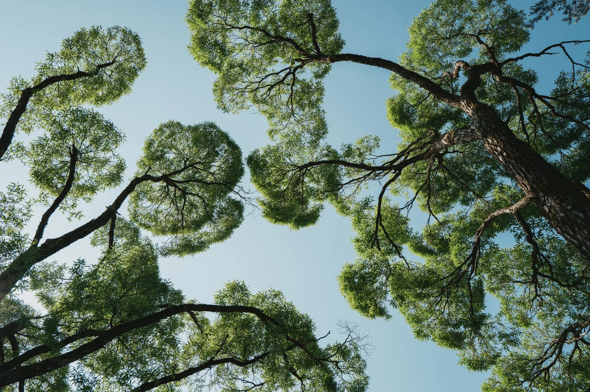 Kaksi korkeaa puita ja niiden vihreät lehdet, katsottuna alaspäin taivasta kohti.