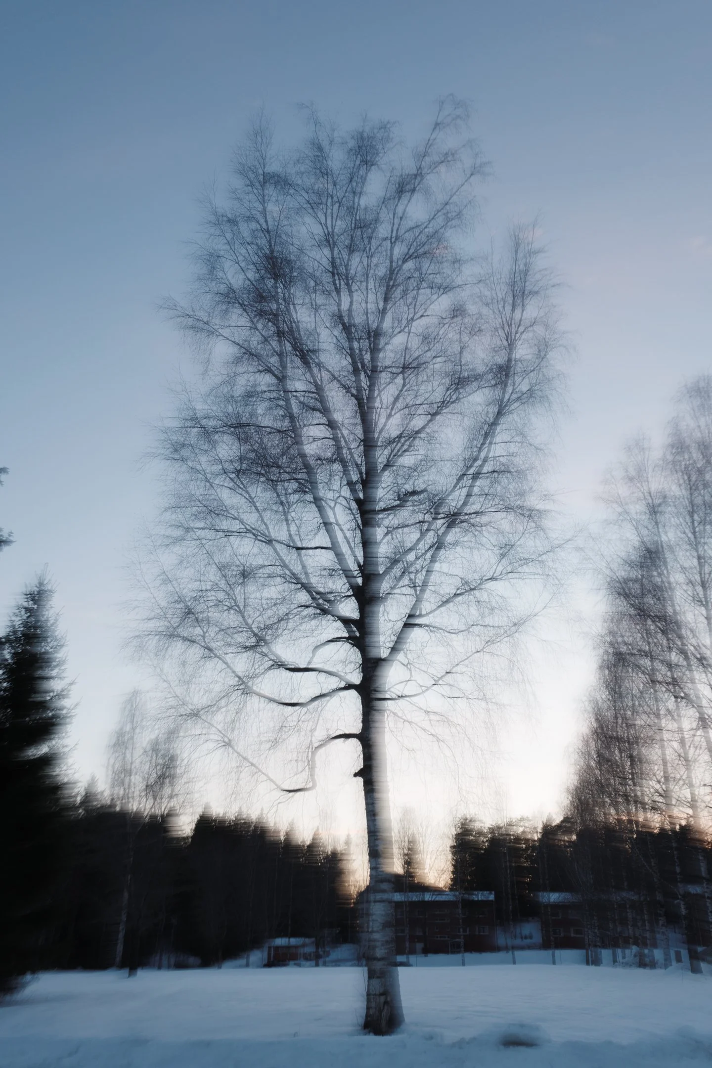 A leafless tree standing in a snow-covered area during dusk with a cloudy sky.