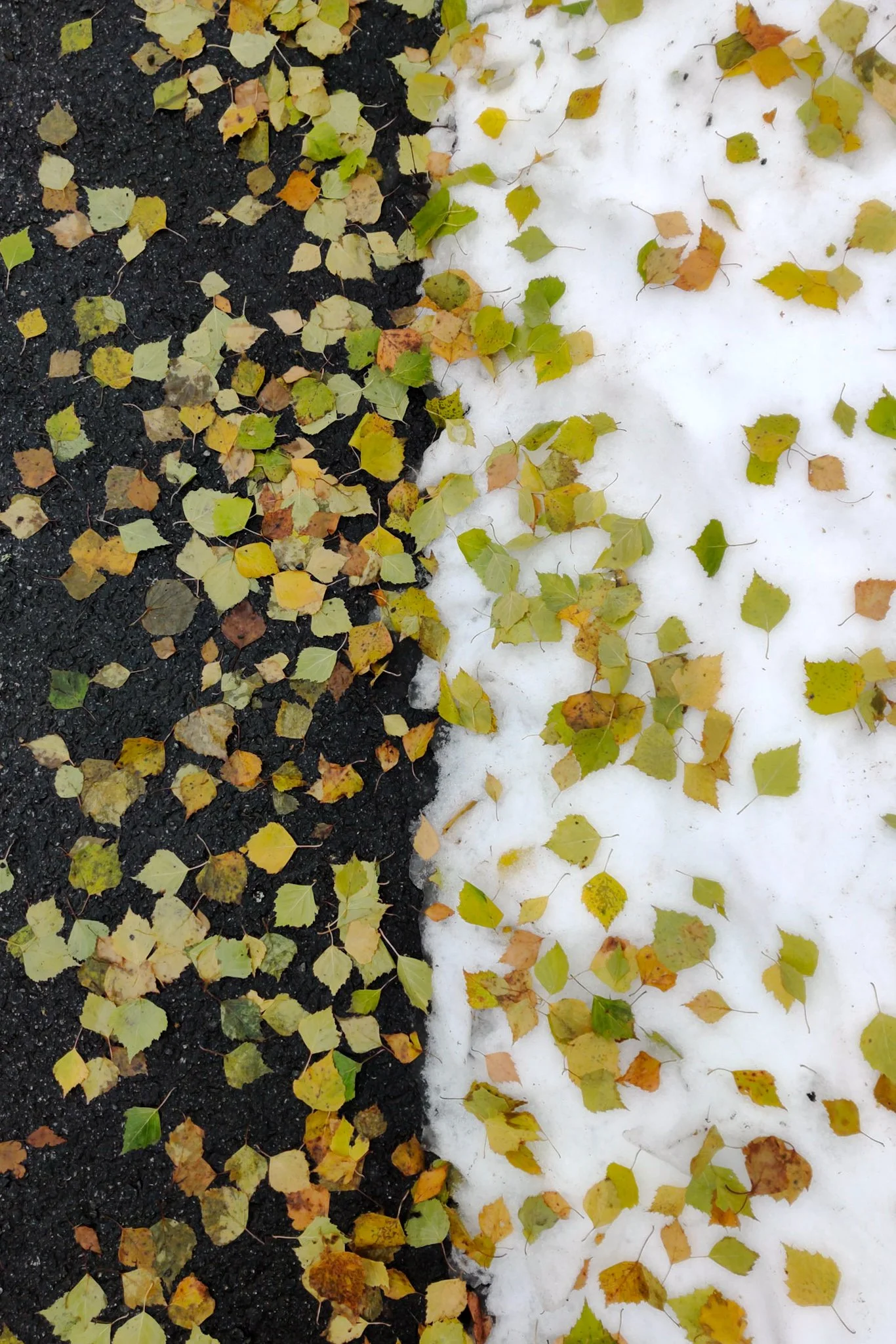 Syvä kuva tietä, jonka sivussa on kevyt lumipeite ja klorit pääasiassa keltaisia ja vihreitä lehtiä, jotka ovat osittain lakastuneet.