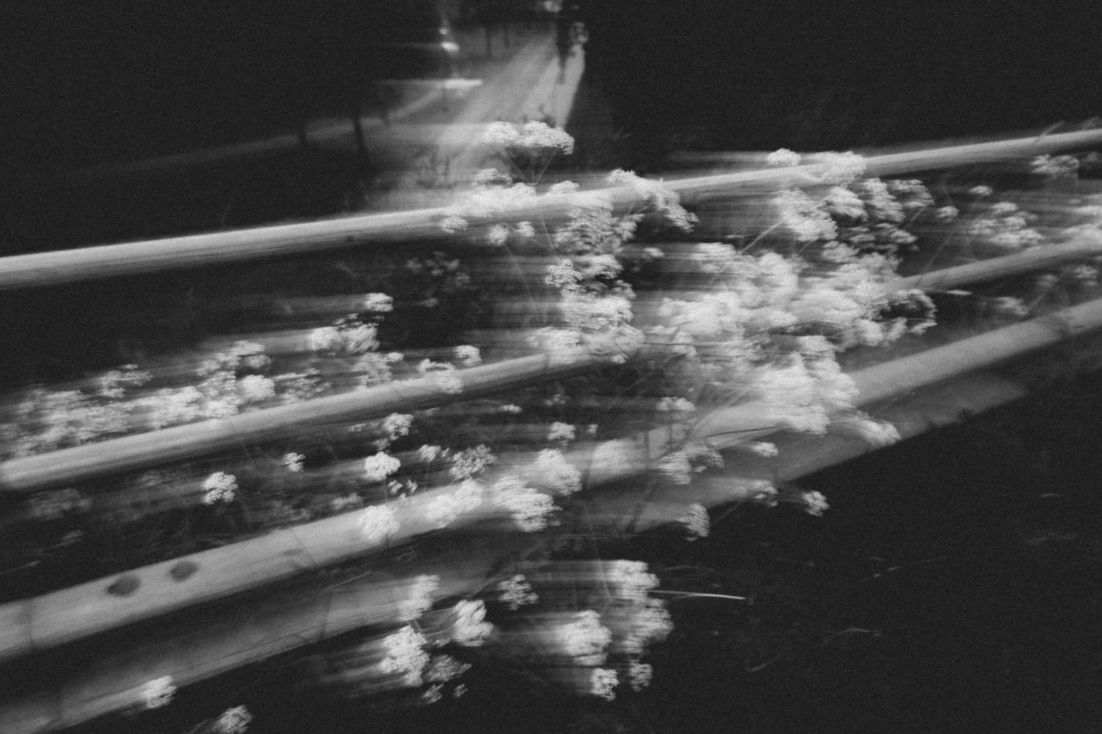 Mustavalkoinen kuva kukista. Pitkä valoitusaika.