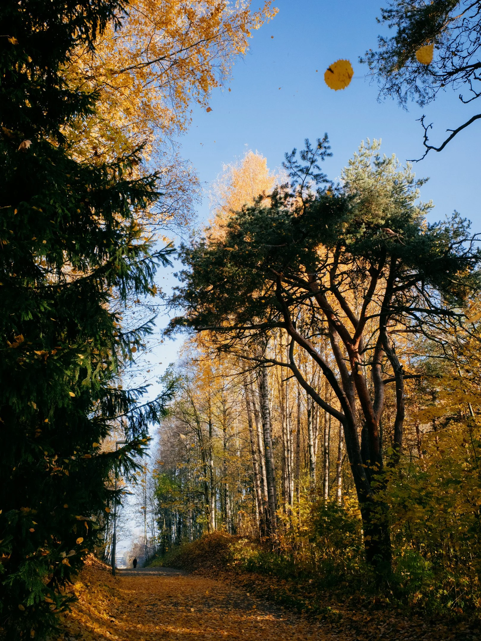 Syksyinen metsänpolku, ympärillä värikkäitä lehtiä ja puita, sininen taivas.
