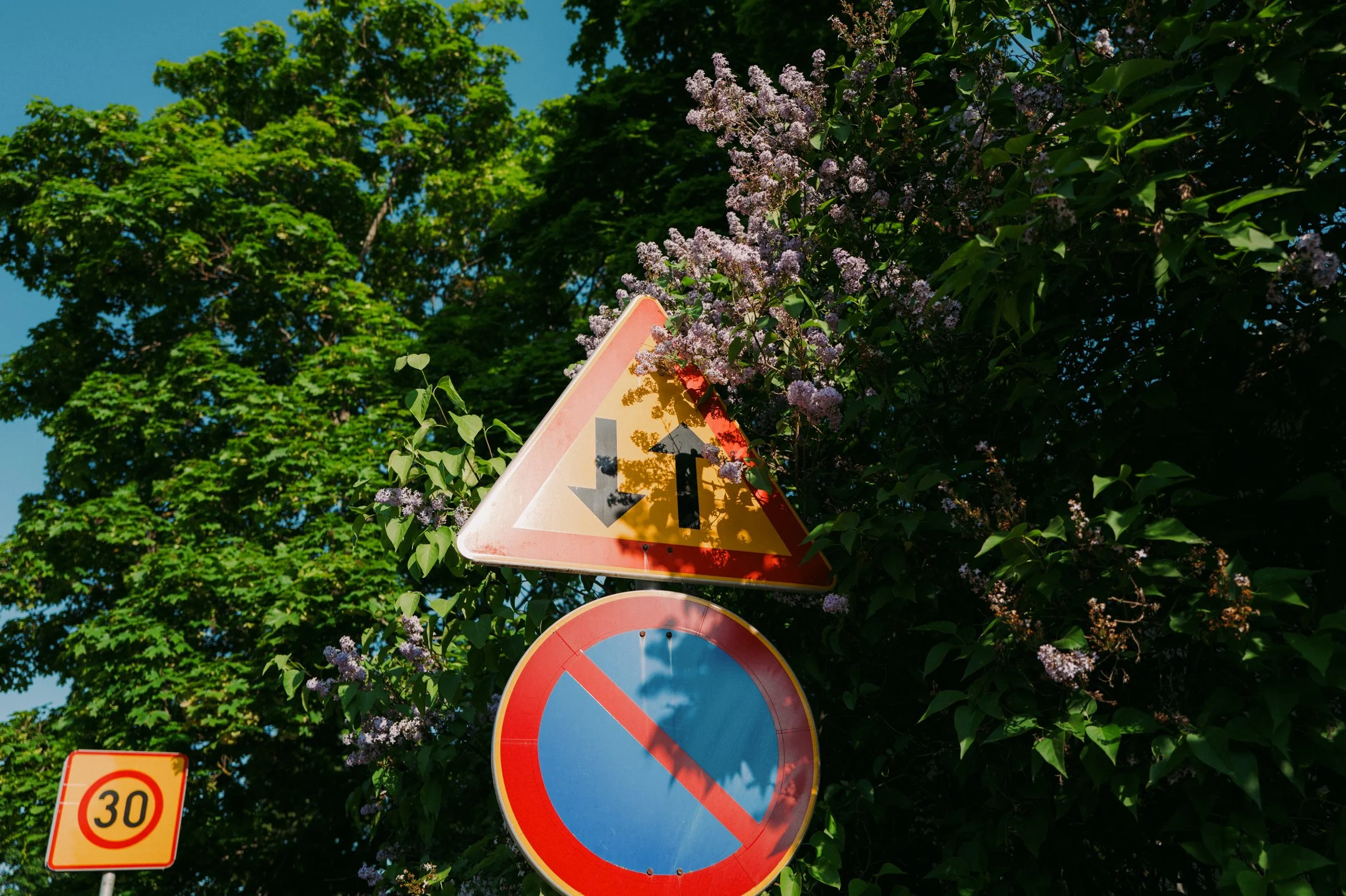 Liikennemerkit ja kirsikkapuut kasvustossa, sininen taivas.