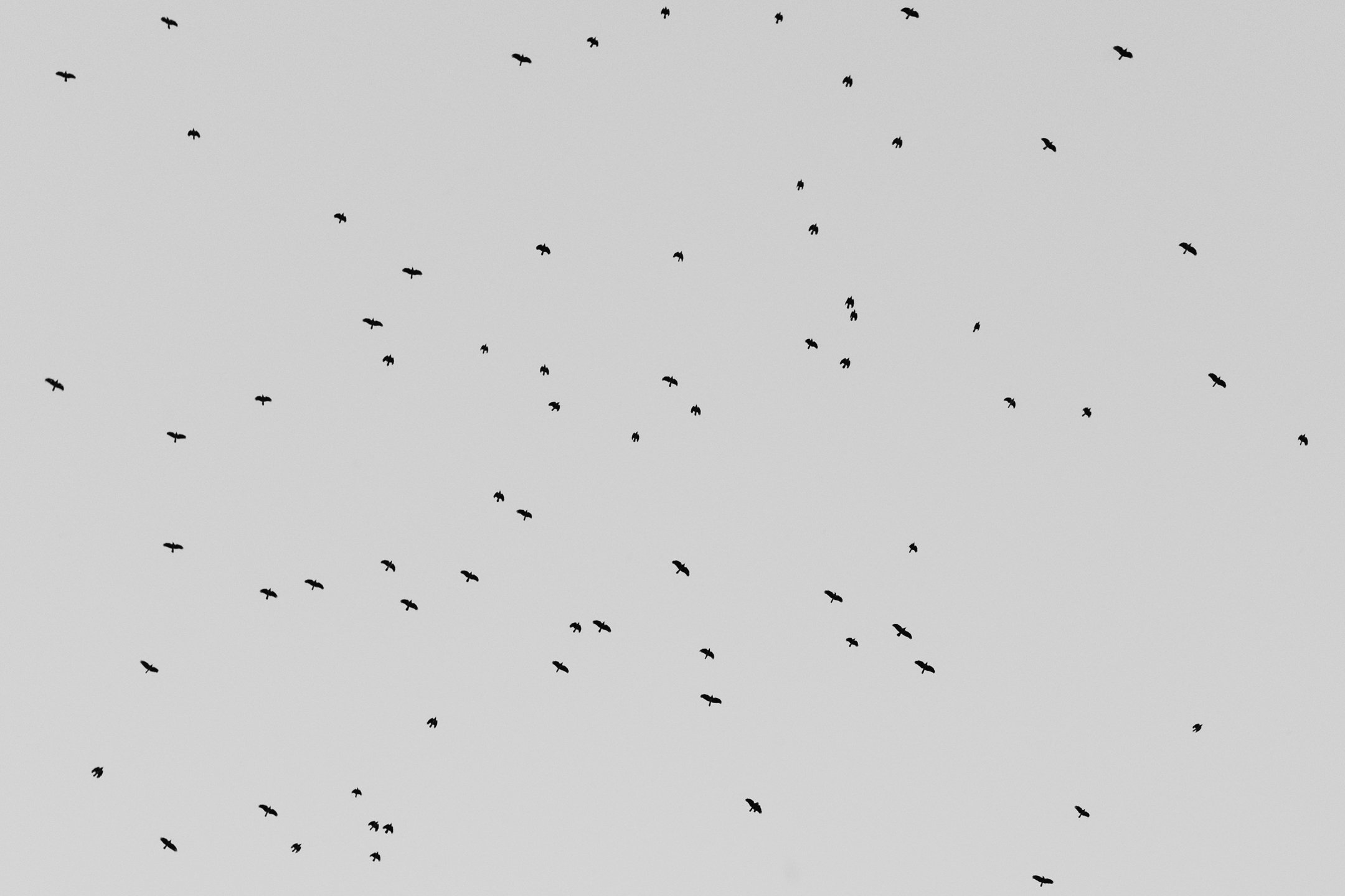 Lintuja lentää taivaalla pilvettömässä taivaassa, jotka on kuvitettu mustina silhuetteina.