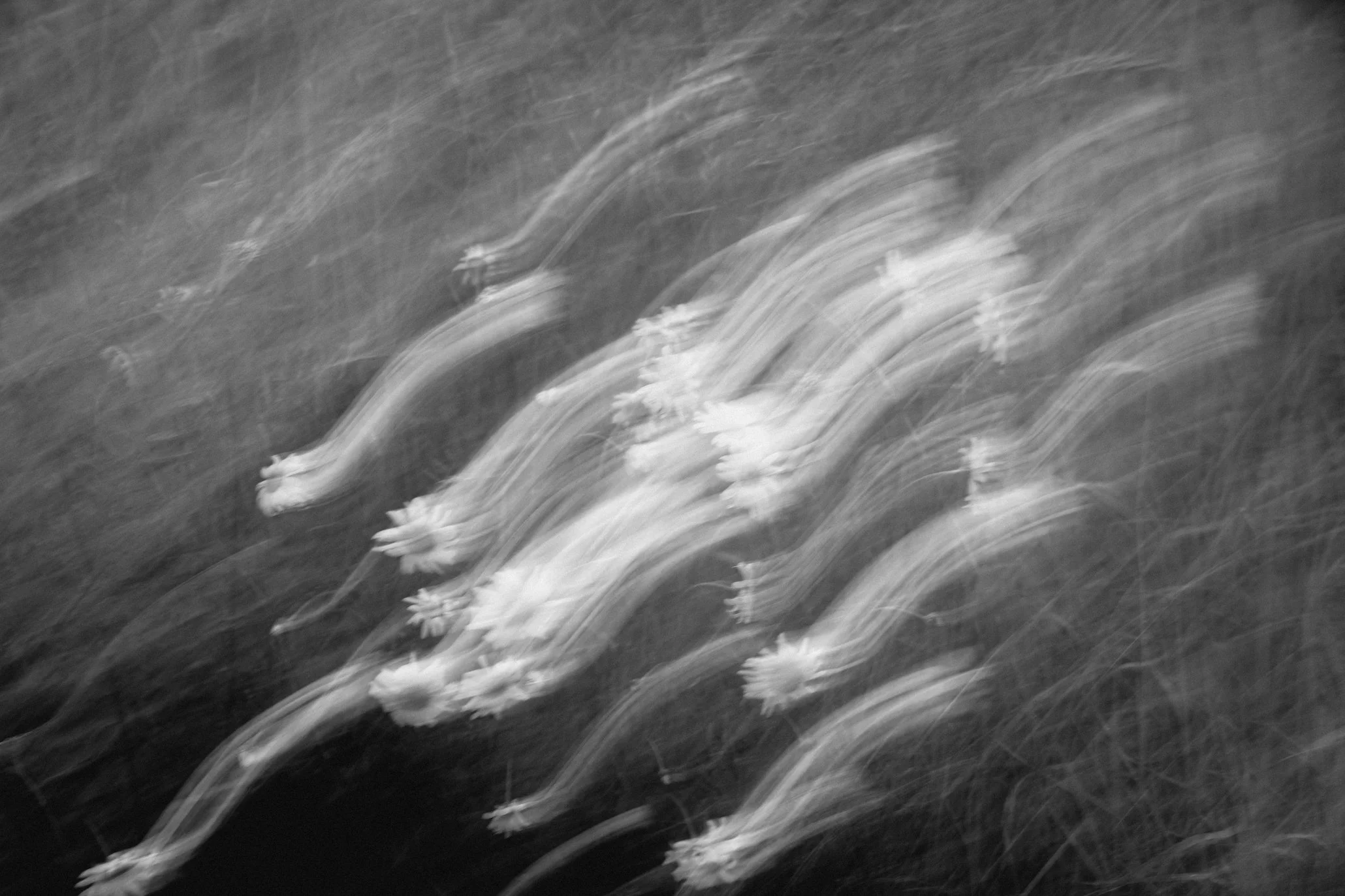 Kukkia, kuvassa on liikettä ja epätarkkuutta.