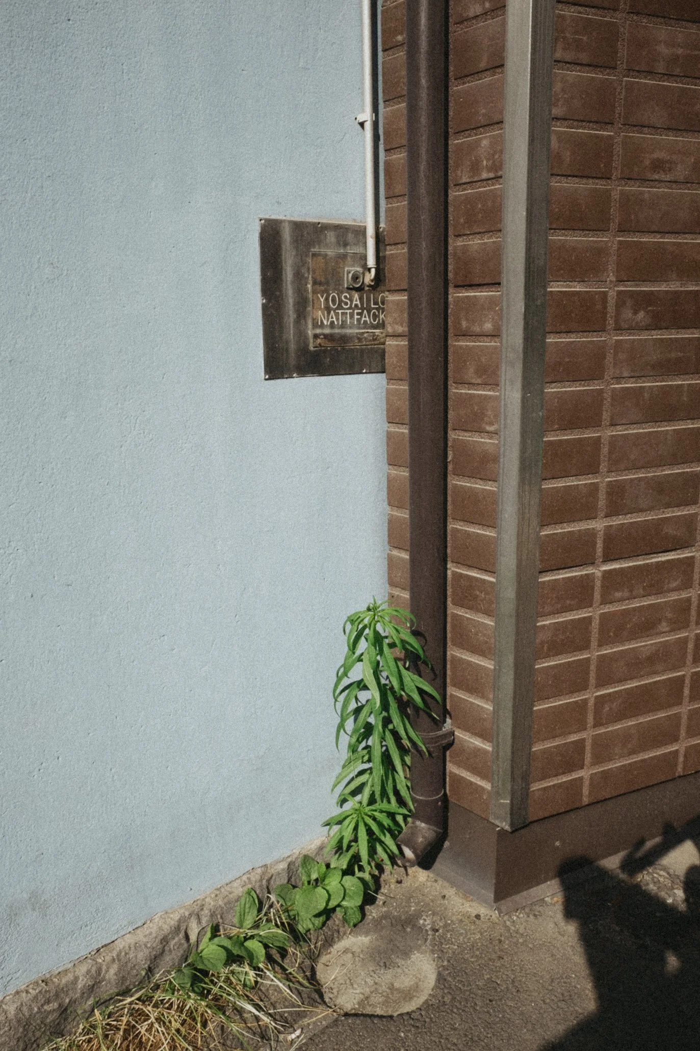 Kuvassa rakennuksen nurkassa on metallinen kyltti ja putki, sekä kasvi ja kivi maan pinnalla.