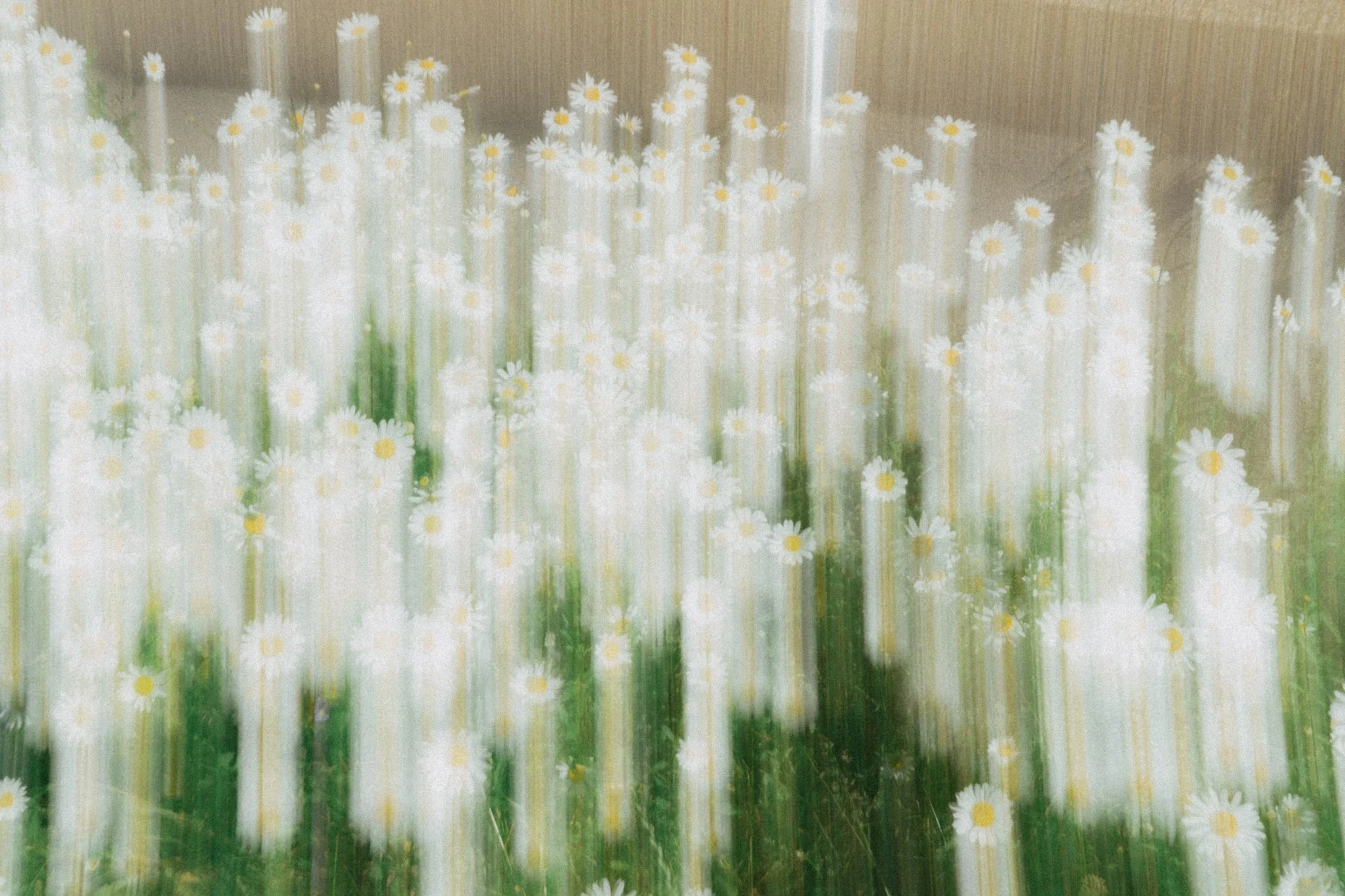 Kuva niitystä, jossa valkoisia ja keltaisia kukanmallisia kukkia ja vihreitä lehtiä.