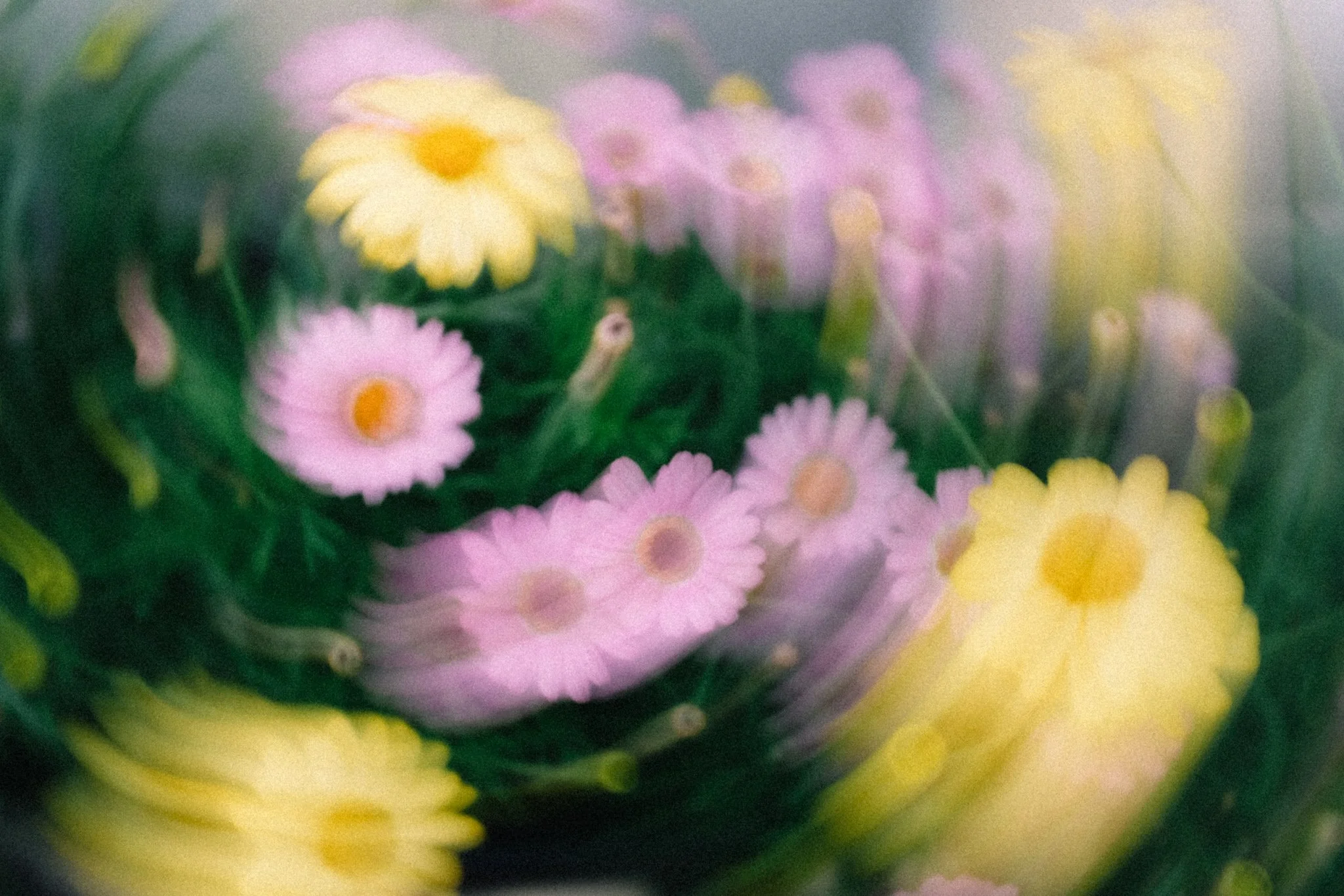 Monivärisiä pieniä kukkia, pääasiassa keltaisia ja vaaleanpunaisia, vihreitä lehtiä ympärillä. Pitkä valoitusaika.