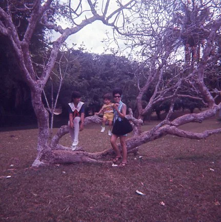 Three kids sitting on a large tree branch outdoors in a park with grass and trees in the background.