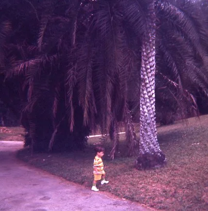 A young child walking on a sidewalk next to a large palm tree with purple-tinted fronds.