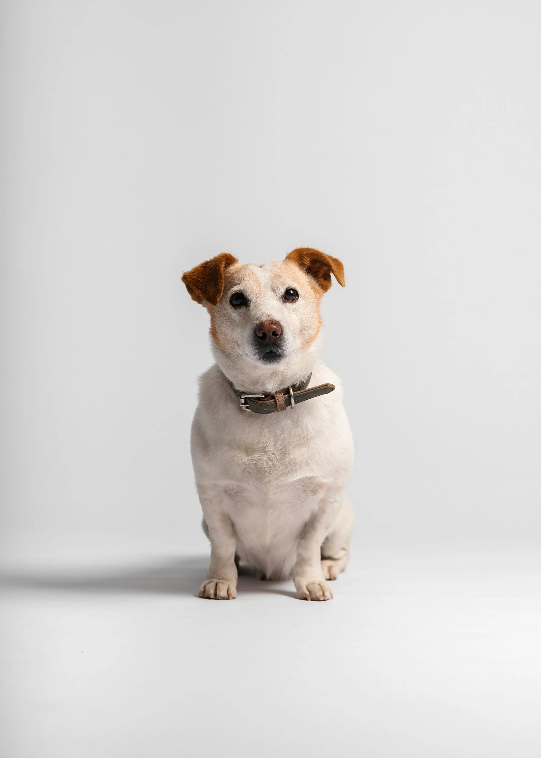 A small dog with white fur and brown ears sitting on a plain light gray background.