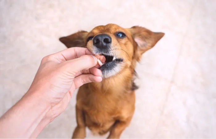 Supplements for Dogs with Kidney Disease