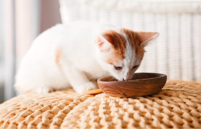 7 Things to Check Before You Buy Kitten Food