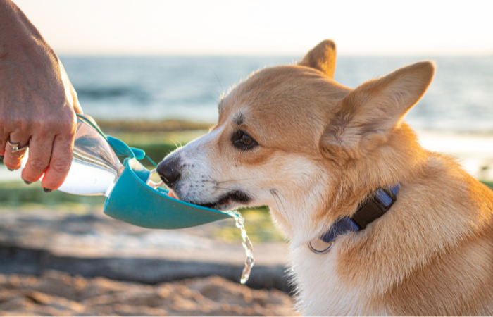 How Much Water Does Your Dog Actually Need Each Day?