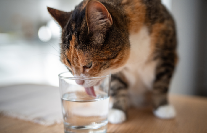 Is Your Cat Actually Drinking Enough Water?