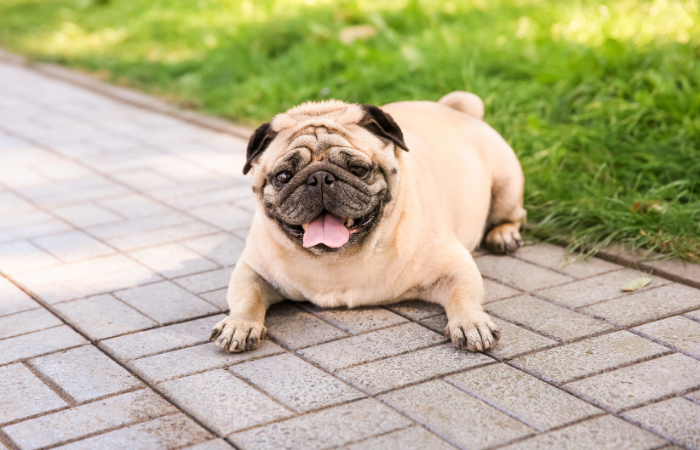 How to Use Body Condition Score to Check Your Dog's Weight