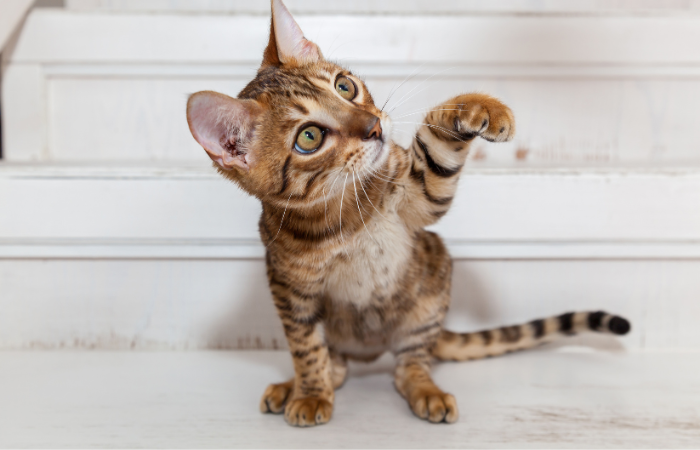 How Much Should You Feed Your Growing Kitten?