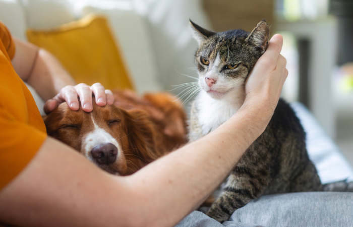 Dehydration in Dogs and Cats — What to Watch For, and What to Do