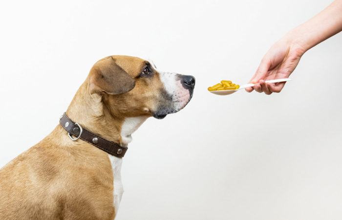 Omega-3 for Dogs and Cats: Benefits, Dosing, and the Adverse Effects