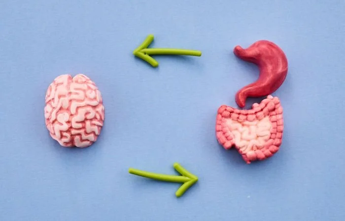 The Gut-Brain Axis in Dogs: How Gut Health Shapes Behaviour