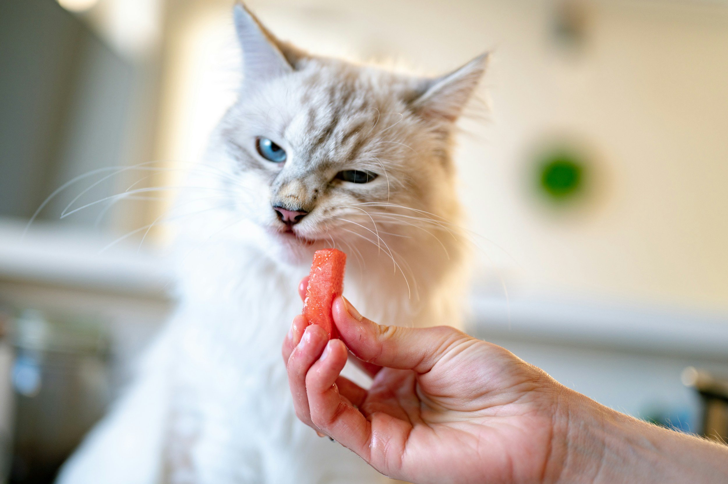 A white cat being fed a piece of raw meat by a hand