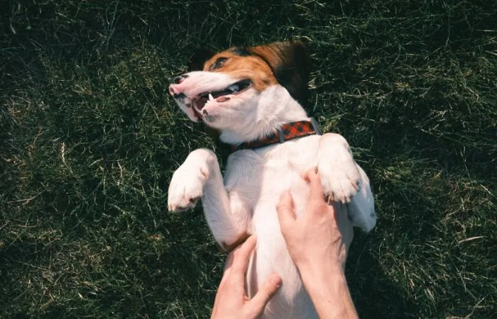 Gut Health in Dogs and Cats: What a Healthy Gut Looks Like, and What Happens When It Isn't