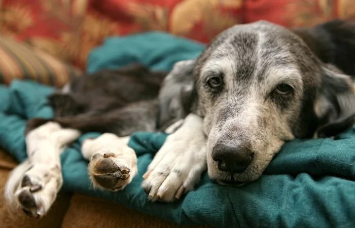 Elderly dog lying on a green blanket, on the sofa.