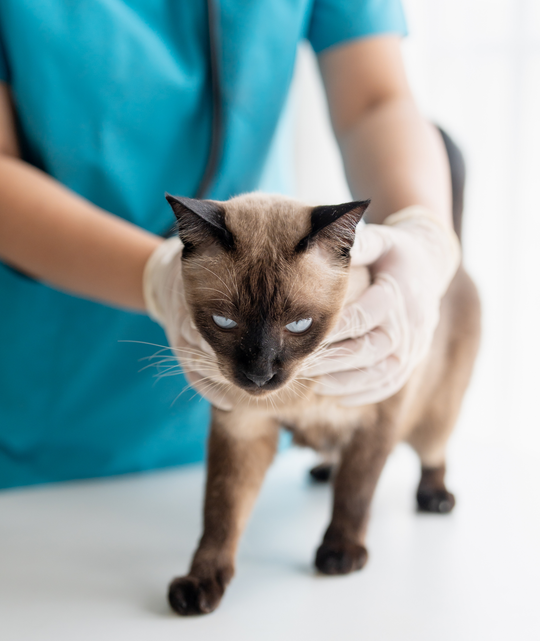 Cat being examined by the vet