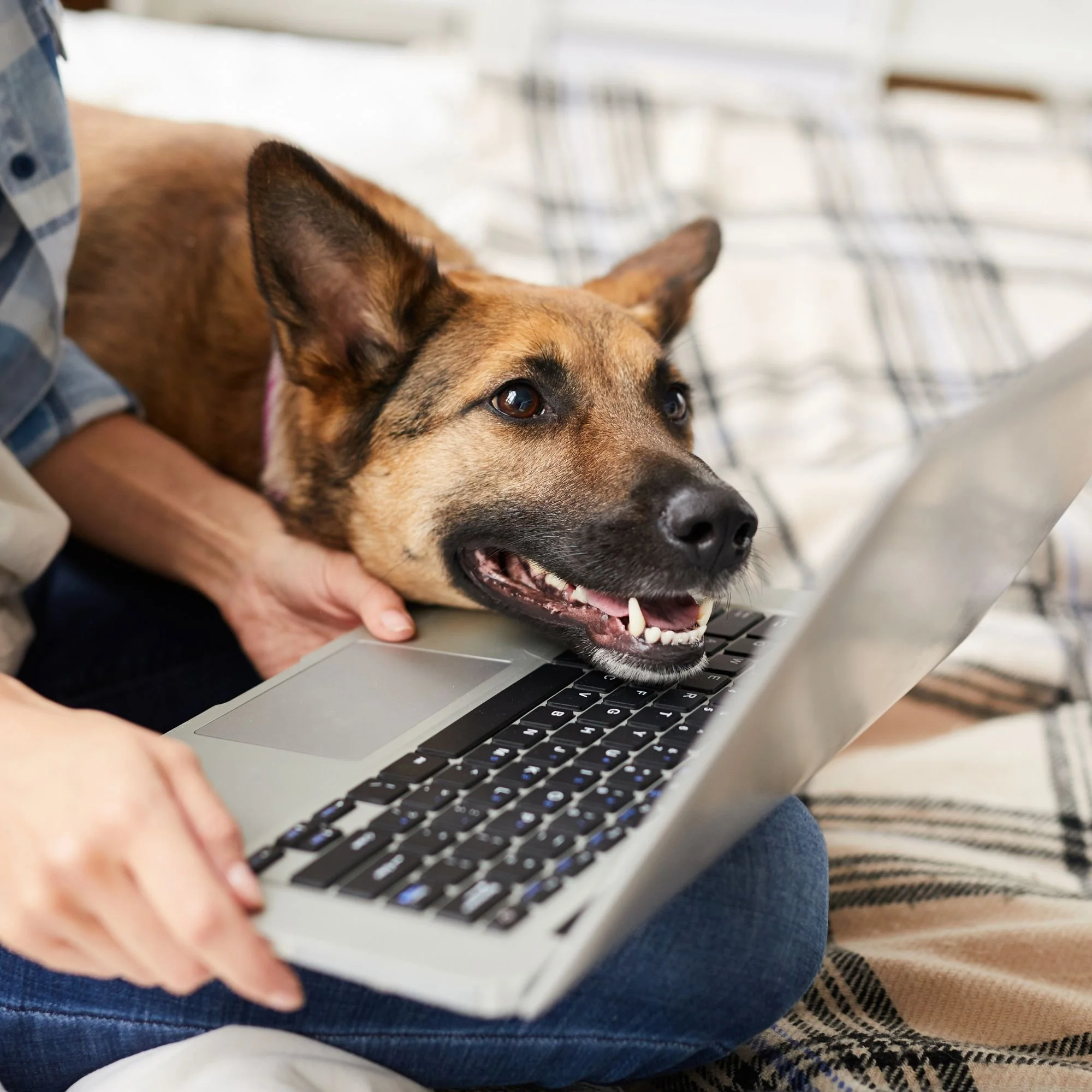 Owner working on laptop with dog lying next to owner