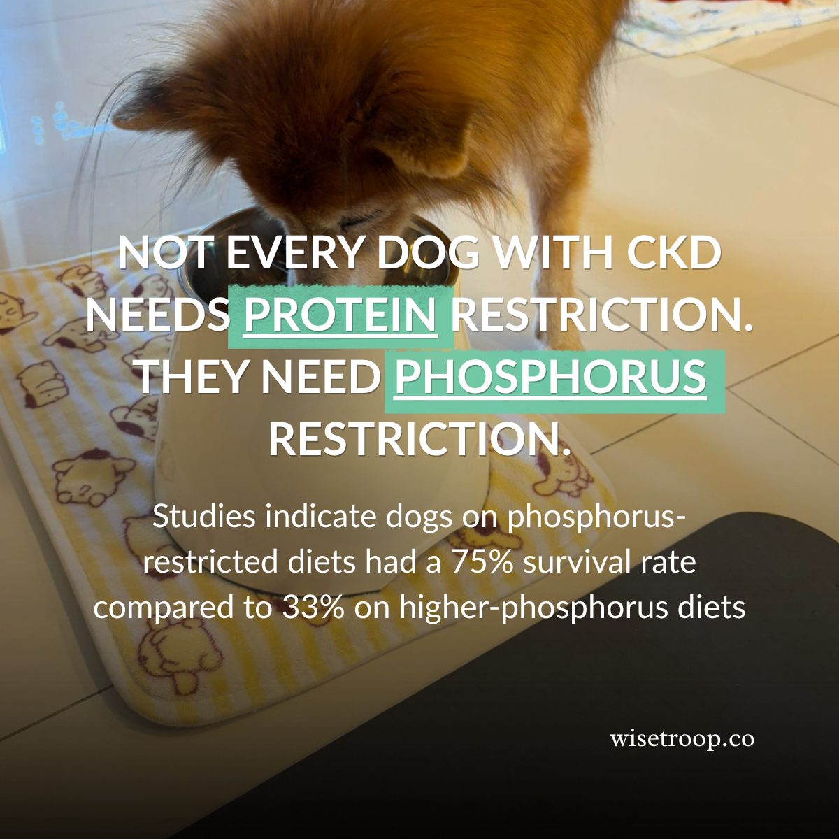 Protein restriction in canine CKD: what the evidence actually says
