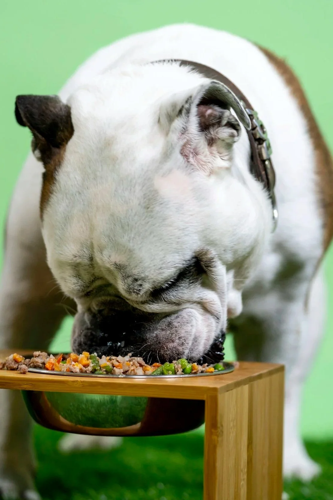 Flat-face dog eating fresh, gently cooked dog food from an elevated metal bowl