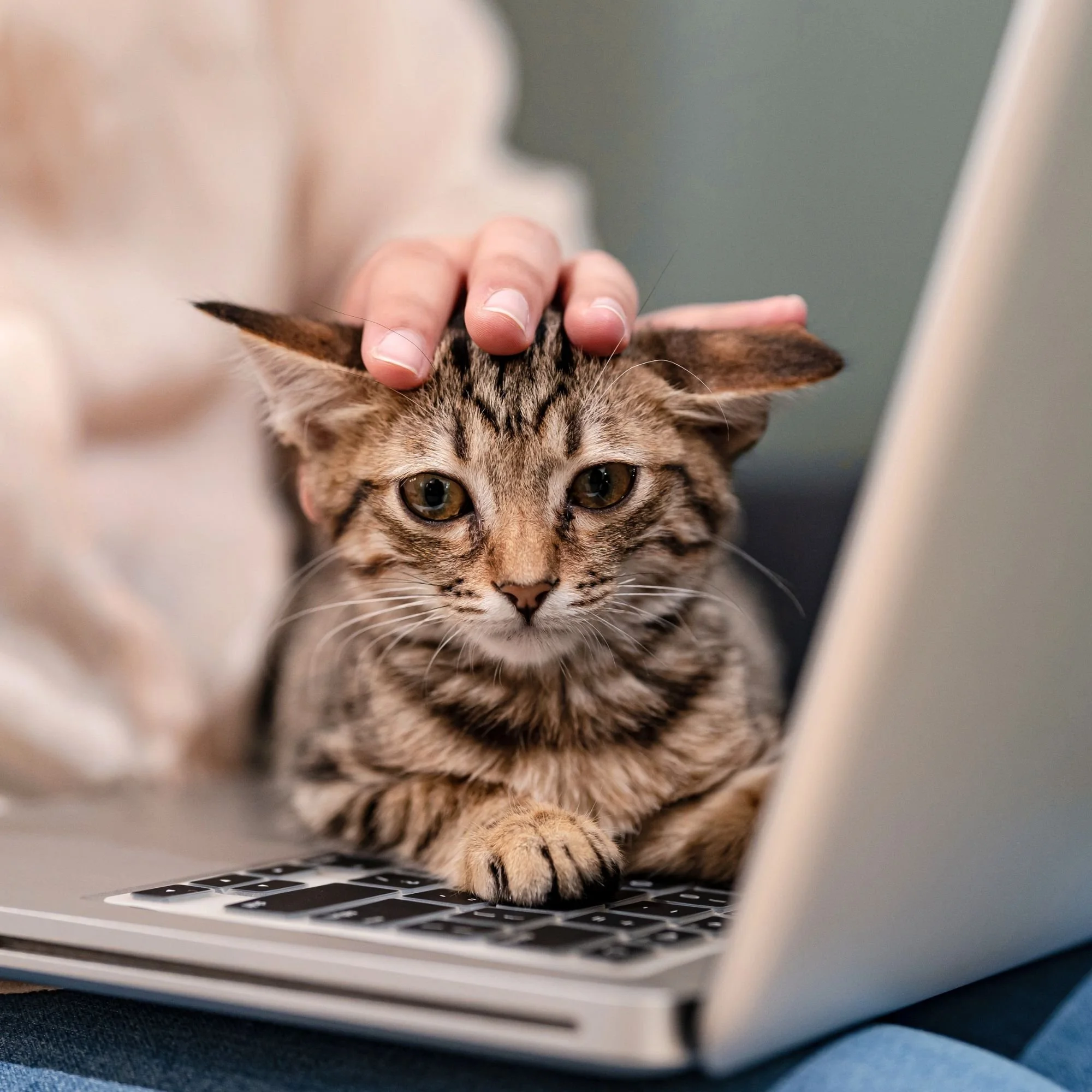 A person petting a tabby cat on the head while working on a laptop.