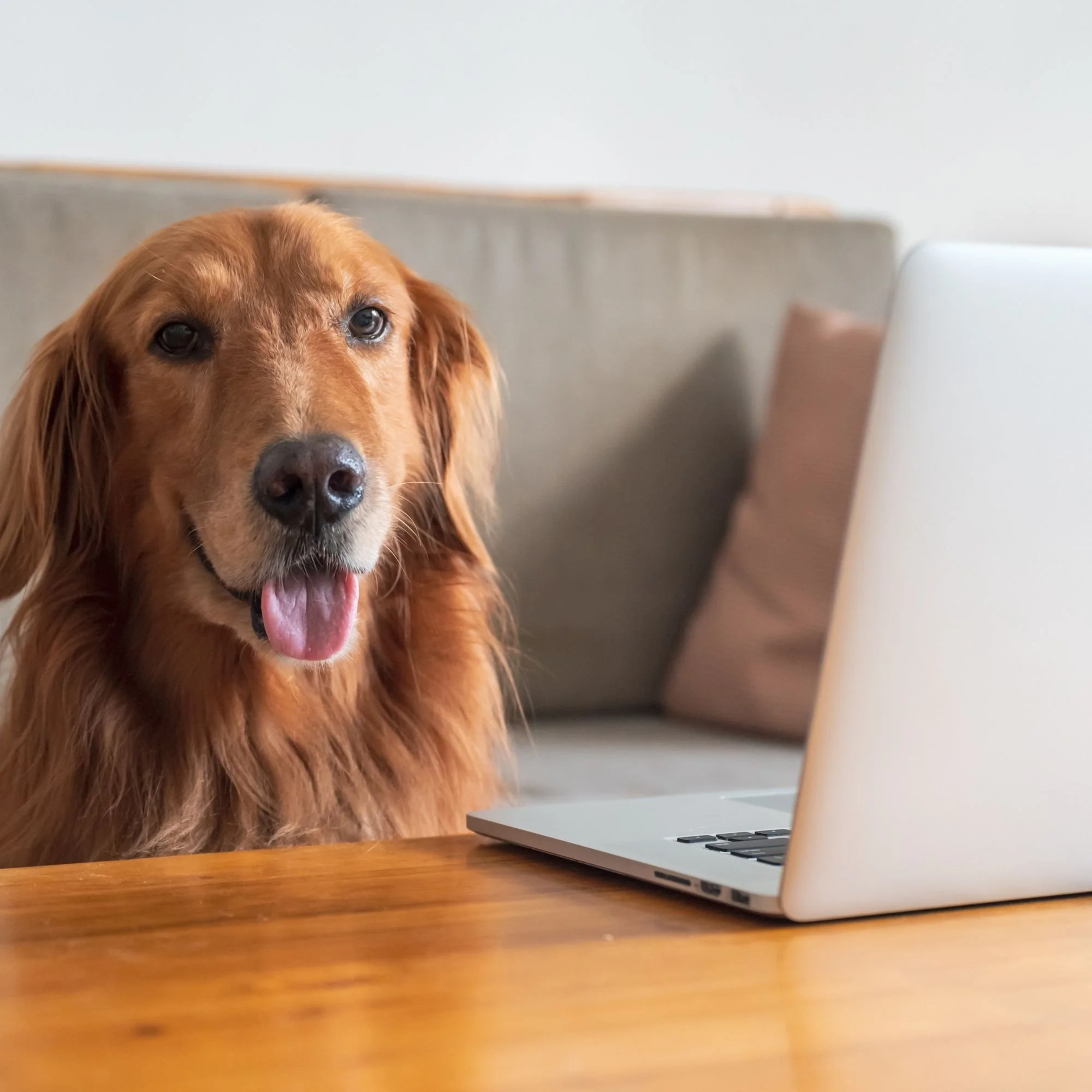 Dog sitting in front of a laptop