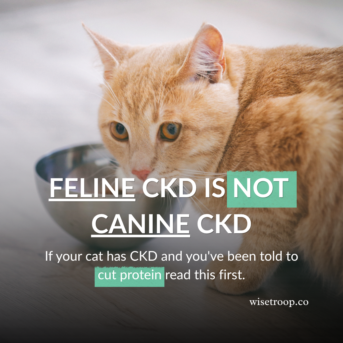Feline CKD: phosphorus, protein, and the feeding decisions that matter