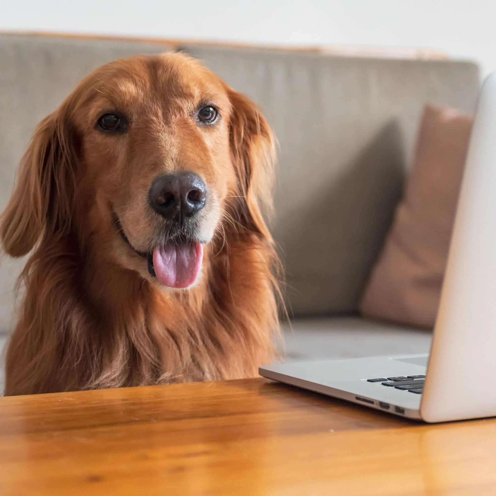 A golden retriever dog sitting at a desk in front of a laptop, with a computer keyboard partially visible in the corner of the image.