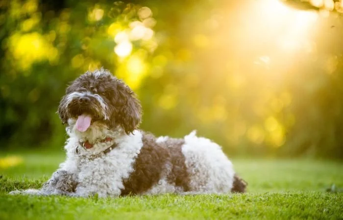 Vitamin D in Dogs and Cats: The Nutrient They Can't Make for Themselves