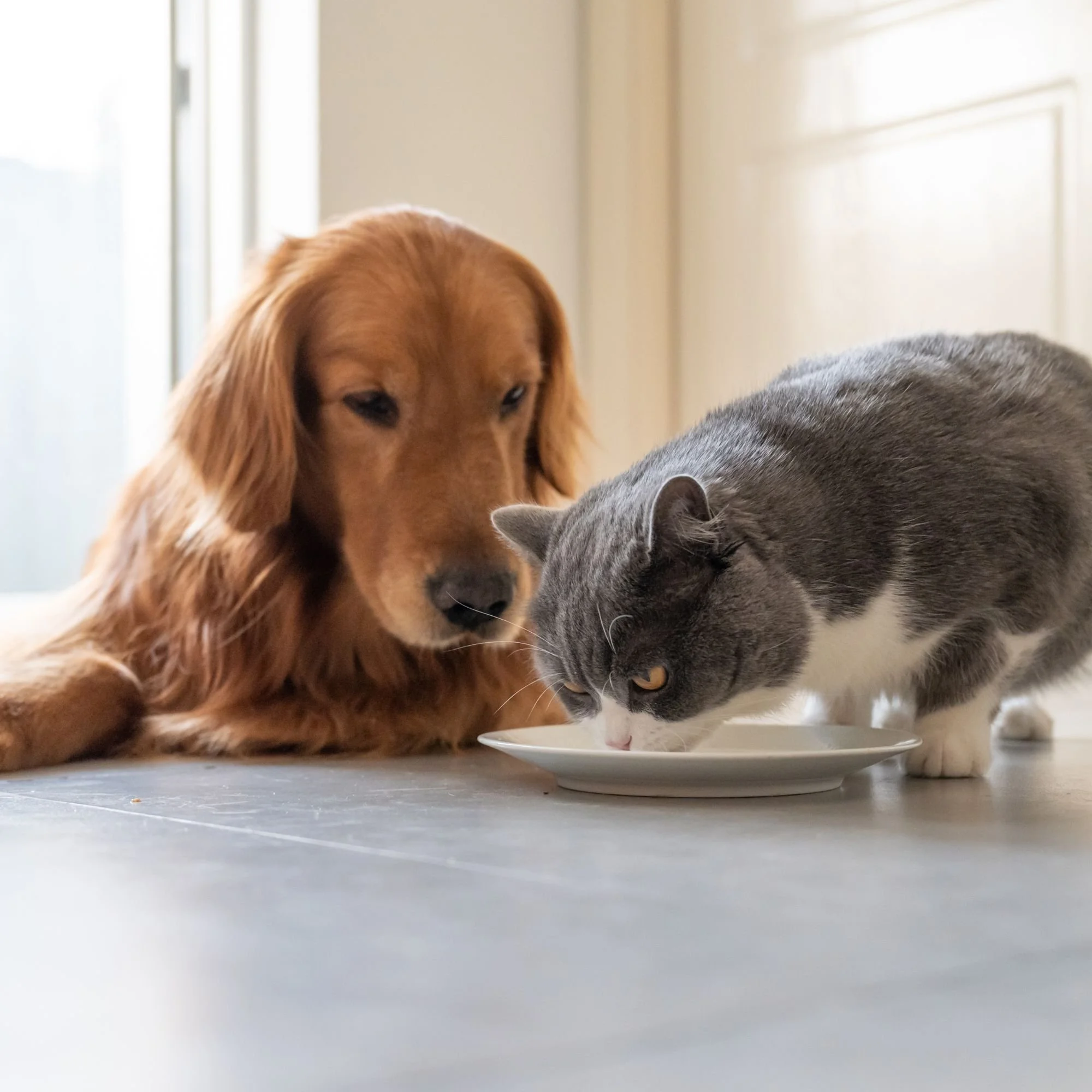 A close-up photo of a brown dog and a gray tabby cat near a white plate on a table, with a bright, softly lit background.