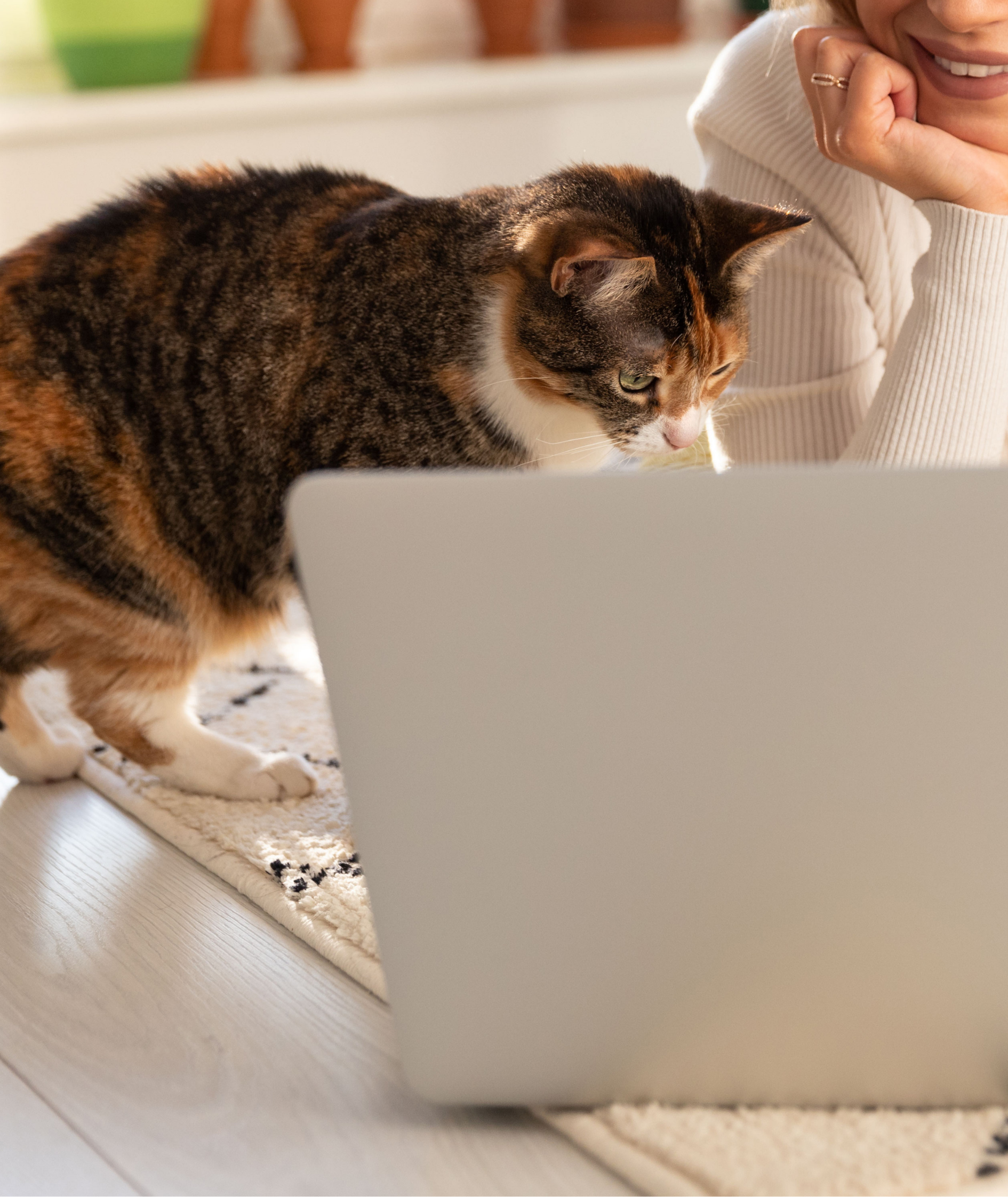 Cat and owner watching laptop