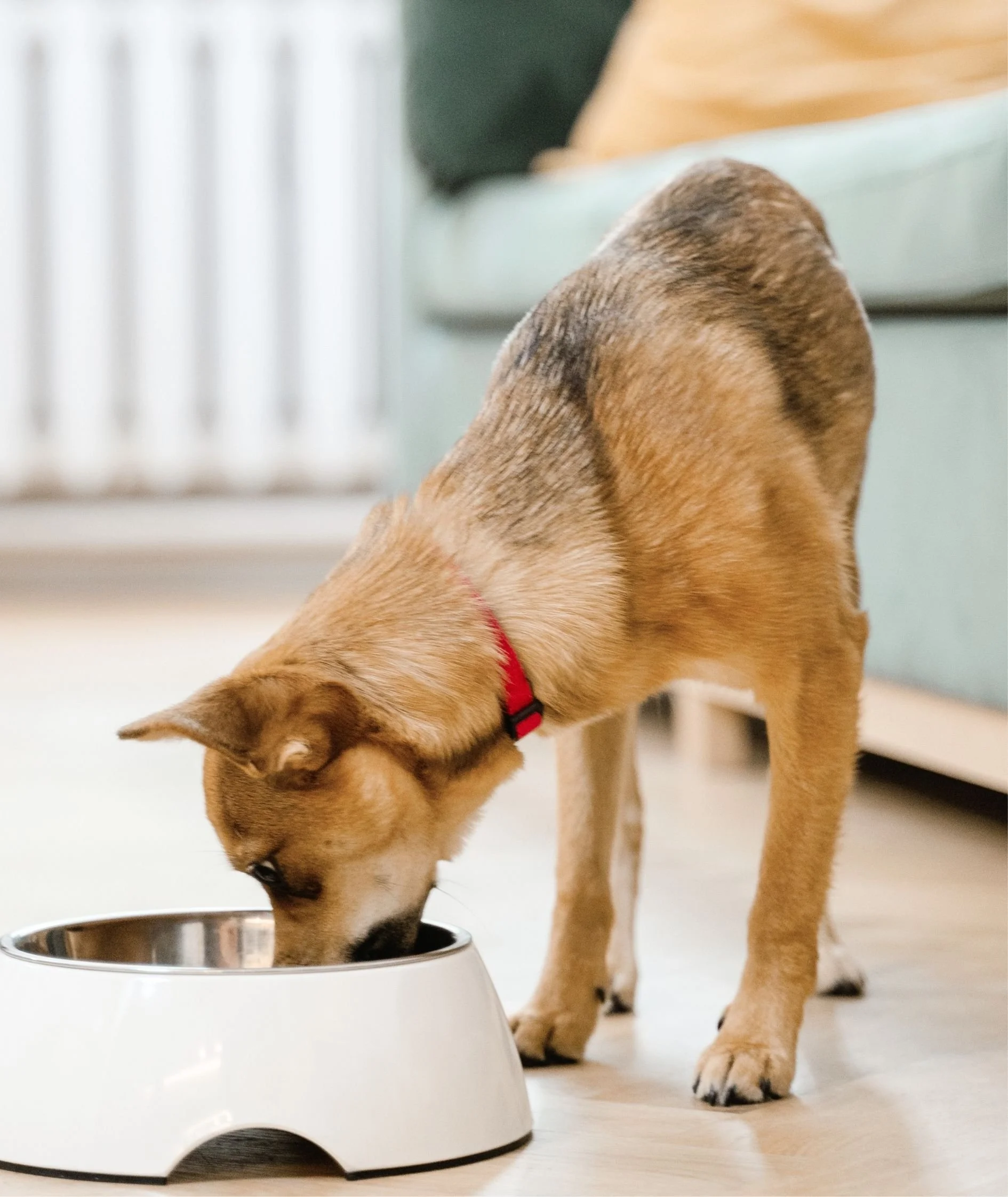 A dog with light brown fur wearing a red collar is eating or drinking from a silver pet bowl on the floor, with a partially visible green-colored furniture and a person in a striped shirt in the background.