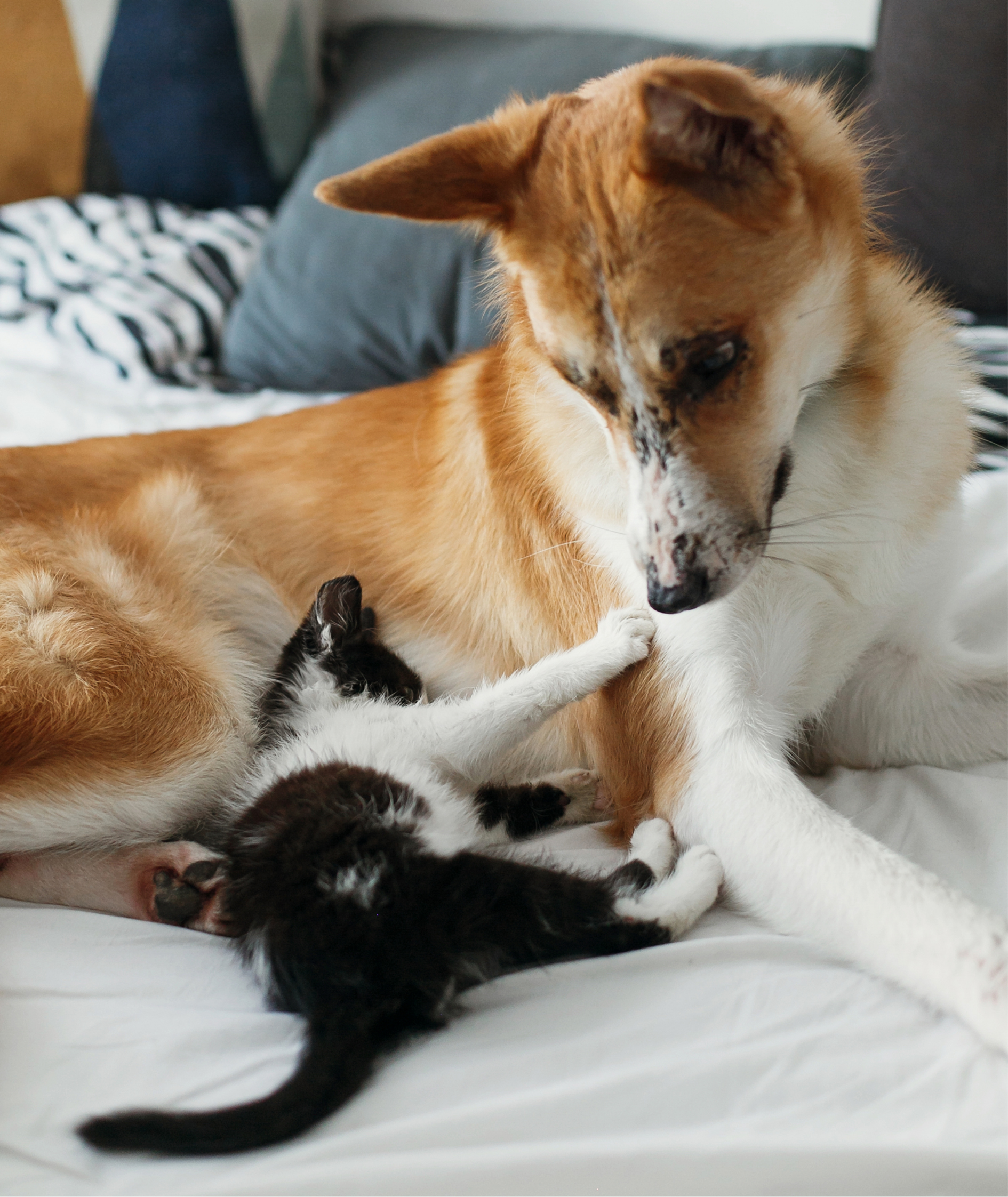 Dog and cat playing together
