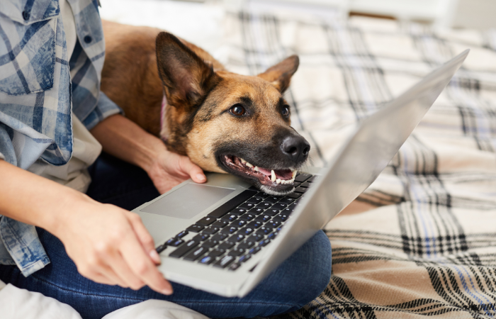 Dog and owner watching laptop screen